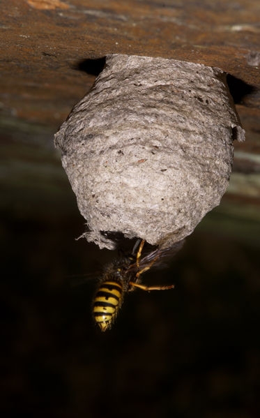 373px-Common_wasp,_Queen_and_nest.jpg